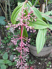 Obraz premium green and yellow flowers