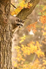 racoon in tree