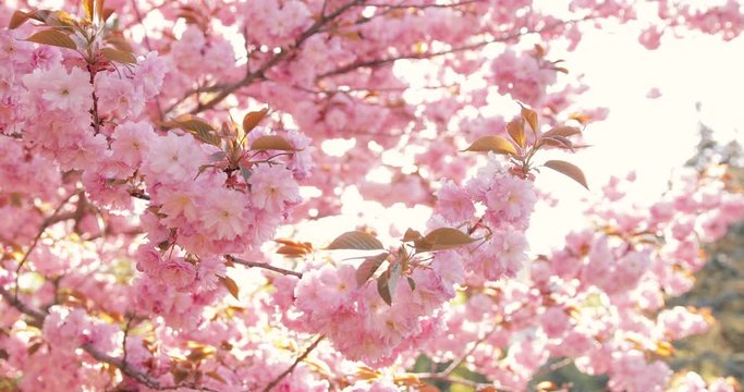 Walkway under the sakura tree which is the romantic atmosphere scene in Japan. Cherry blossoms in full bloom while moving the camera slowly.