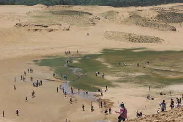 鳥取砂丘には植物が生えています / Tottori sand dunes.
