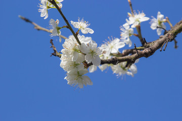 Plum tree blossom set against a blue sky