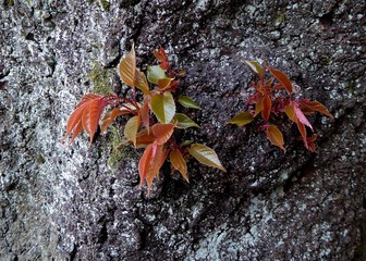 芽吹き