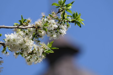 The branches of the Cherry tree, ahead of their "relatives" and bursting upwards, to a clear blue sky - in the foreground.