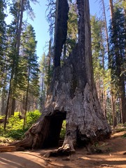 Sequoia Tree Roadway Tunnel View, Yosemite National Park, California