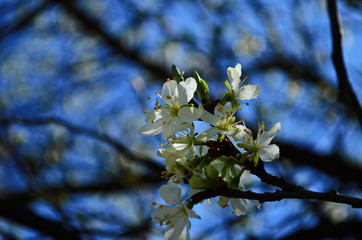 Plum blossoms. Blooming plum tree branch with large white flowers. Flowering. Spring. Beautiful natural seasonsl background with plum tree's flowers. blossoms.