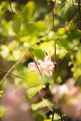 철쭉 (Royal azalea)