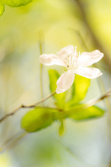 철쭉 (Royal azalea)