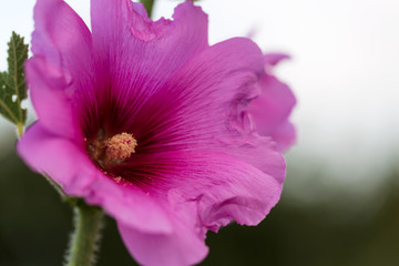 close up of a pink flower