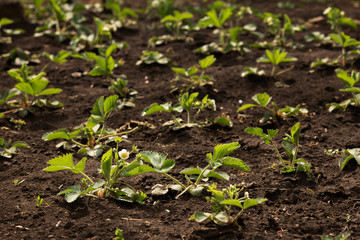 Strawberries blooms on the beds in the garden in spring