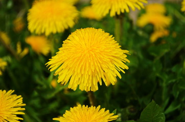 Close up of blooming yellow dandelion flowers (Taraxacum officinale) in garden on spring time. Detail of bright common dandelions in meadow at springtime. Used as a medical herb and food ingredient