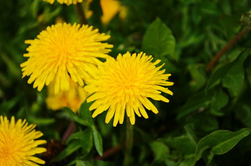 Close up of blooming yellow dandelion flowers (Taraxacum officinale) in garden on spring time. Detail of bright common dandelions in meadow at springtime. Used as a medical herb and food ingredient