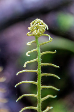 Ferns in forest near Kepler track in New Zealand