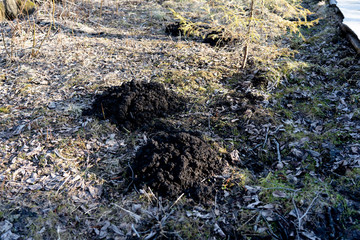 Heaps of earth made by a mole. Moleholes