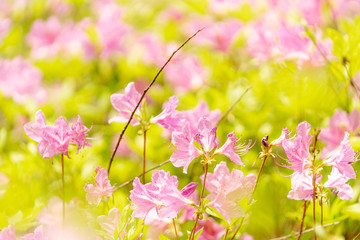 철쭉 (Royal azalea)