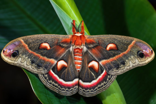 Cecropia Moth - Hyalophora Cecropia, Beautiful Large Colored Moth From North American Forests And Woodlands, USA.