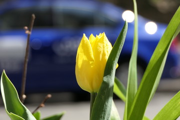 A tulip with yellow petals, and behind it a blue car.
