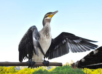 Cormorant moving its wings