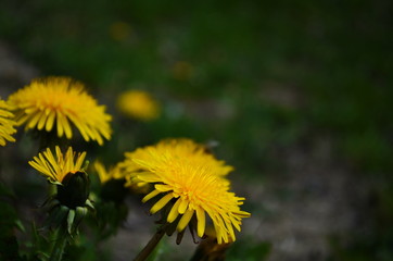 Close up of blooming yellow dandelion flowers (Taraxacum officinale) in garden on spring time. Detail of bright common dandelions in meadow at springtime. Used as a medical herb and food ingredient