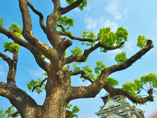 Fototapeta premium 大阪城（豊臣秀吉手植えの楠）