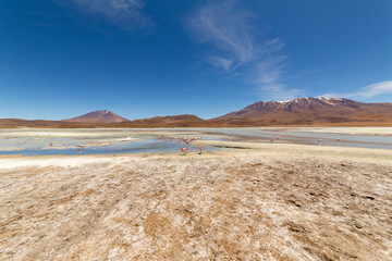 Pink flamingos at Hedionda Lagoon, in Bolivia