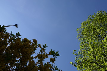 Against the background of a clear, clear sky - two strong and mighty trees: Maple and Linden.