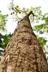 Fototapeta premium trunk of a tree
