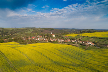 Obraz premium yellow canola field with cloudy sky