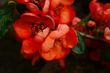 Red flowers of henomeles; spring background
