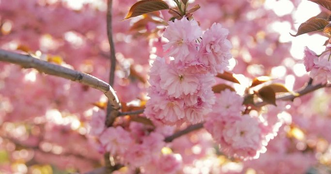 Closeup video of flowers during the annual cherry blossom season in Washington DC. 