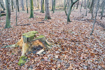 Tree trunk with green moss in the autumn forest 