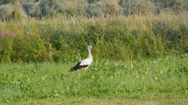 A lone stork walks in the wild in the green grass of the steppe.