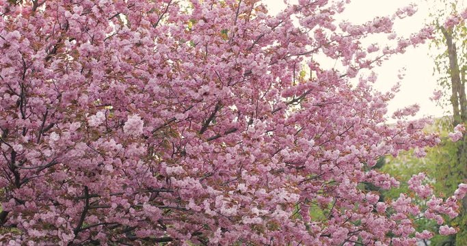 Cherry blossom sakura (Prunus Cesacoides, Wild Himalayan Cherry) in springtime. Cherry blossom sakura (Prunus Cesacoides, Wild Himalayan Cherry) is very beautiful