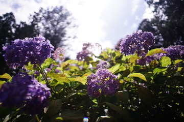 紫陽花
