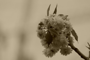 bright and light flowers on the branch, sepia photo