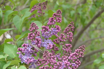 lilac flowers in the garden