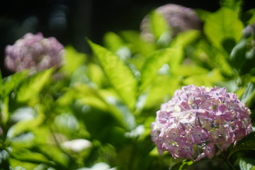 紫陽花