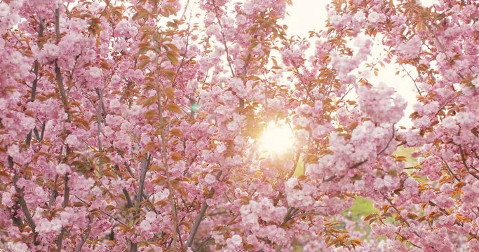 Sakura spring flowers. Spring blossom background. Beautiful nature scene with blooming peach tree over mountains and sun flare. Japanese garden. Sunny day. Abstract blurred background. Slow motion