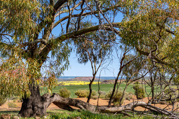 Gum tree overlooking wheat and canola fields with breakaway hill in background. Farming, outback...