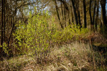 Green bush in nature isolate with a blurred background