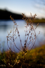Bush with a blurred background and river 