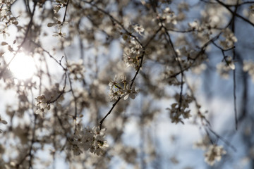 Prunus spinosa, called blackthorn or sloe, in full bloom on a sunny spring day.