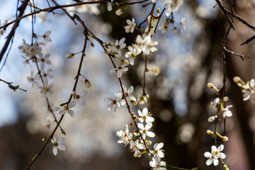 Prunus spinosa, called blackthorn or sloe, in full bloom on a sunny spring day.