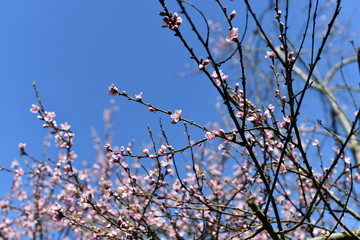 Pfirsichbaumblüte