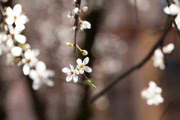Prunus spinosa, called blackthorn or sloe, in full bloom on a sunny spring day.