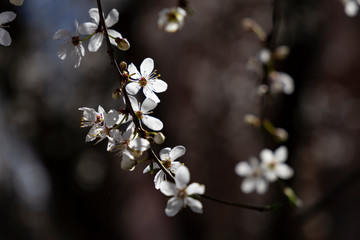 Prunus spinosa, called blackthorn or sloe, in full bloom on a sunny spring day.