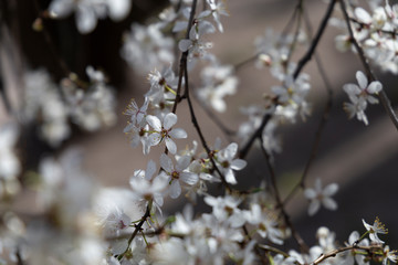 Prunus spinosa, called blackthorn or sloe, in full bloom on a sunny spring day.