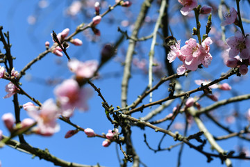Pfirsichbaumblüte