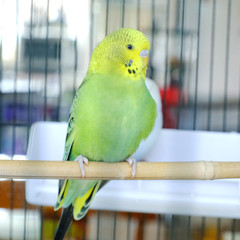 Obraz premium Budgie sitting on the wooden stick in cage. beautiful parrot lovebird 