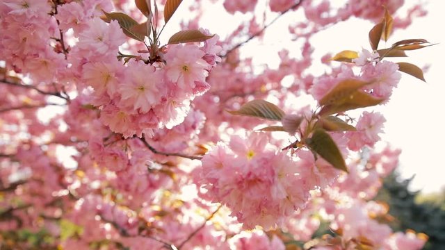 Cinematic closeup footage of cherry blossoms in full bloom at Gunma Prefectural Forest Park, Gunma Prefecture, Japan
