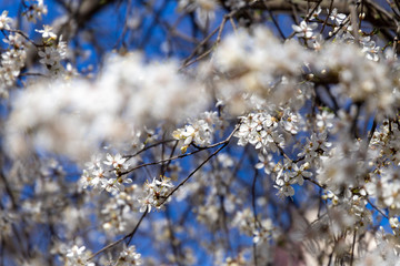Prunus spinosa, called blackthorn or sloe, in full bloom on a sunny spring day.